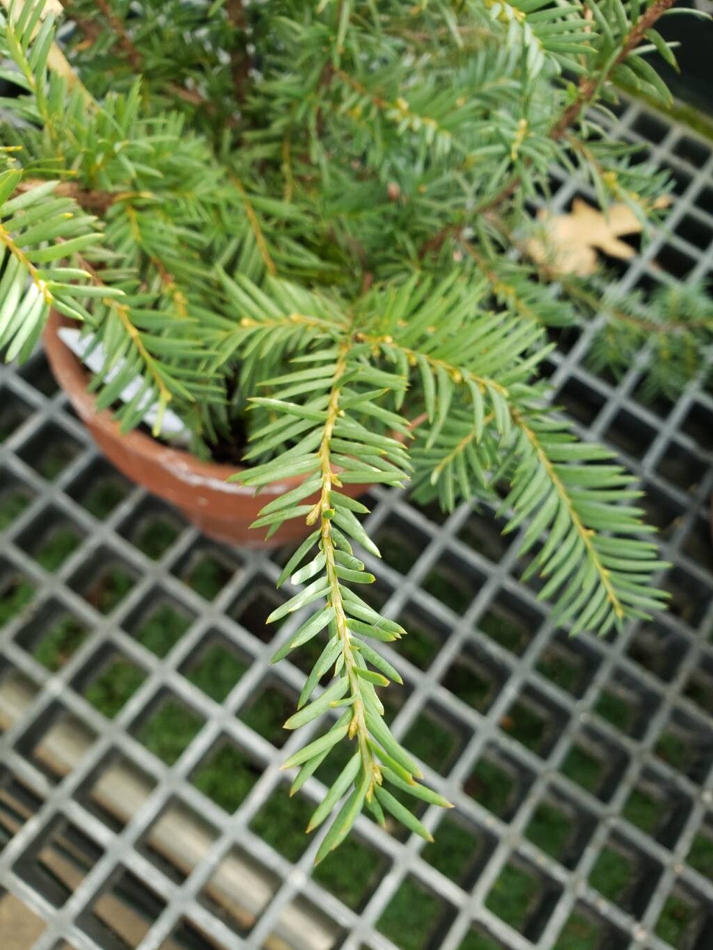 Taxus globosa leaf