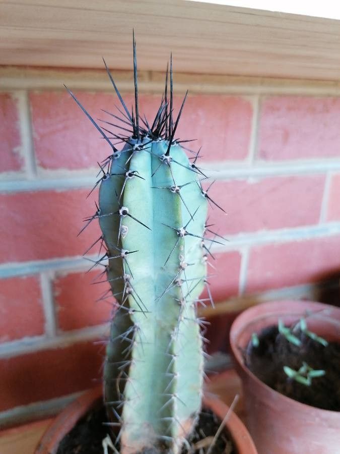 Stenocereus griseus flower