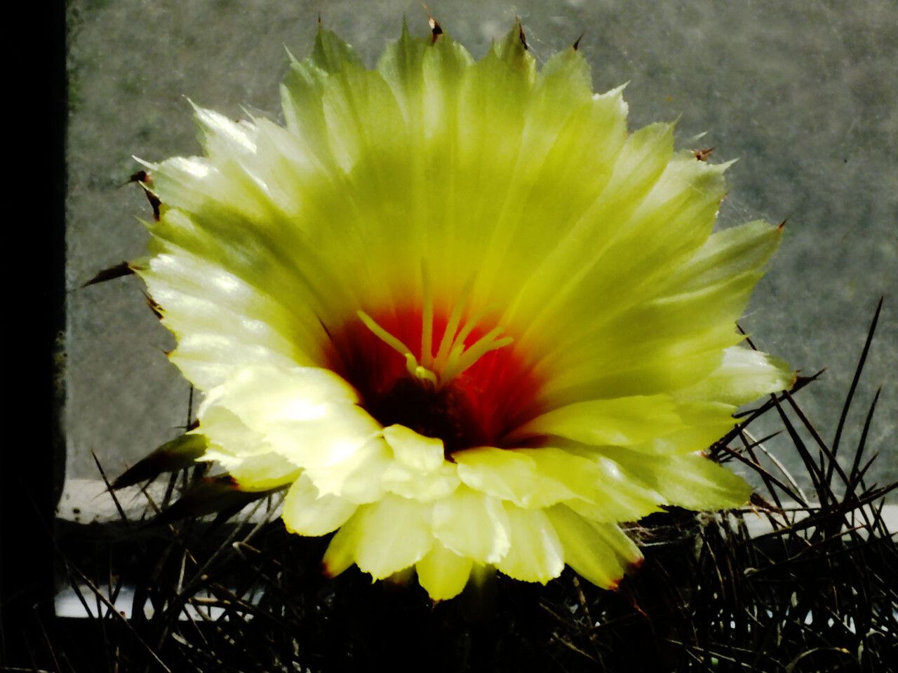 Astrophytum capricorne flower