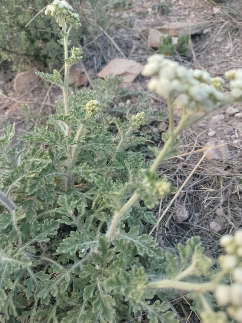 Parthenium confertum — related species from the same genus