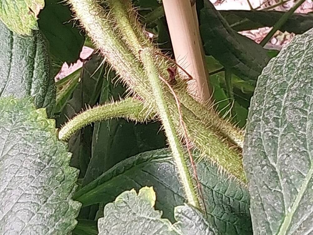 Cyphostemma cirrhosum bark