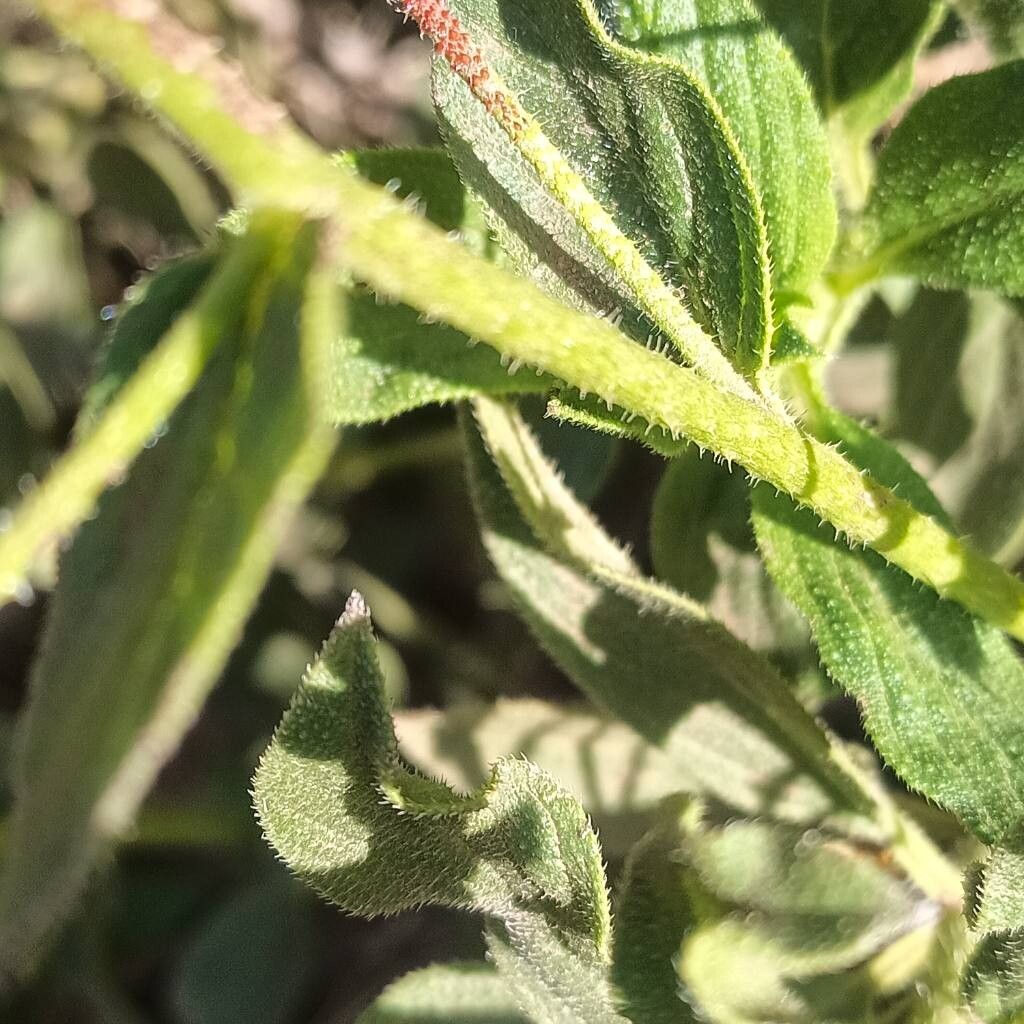 Echium stenosiphon bark