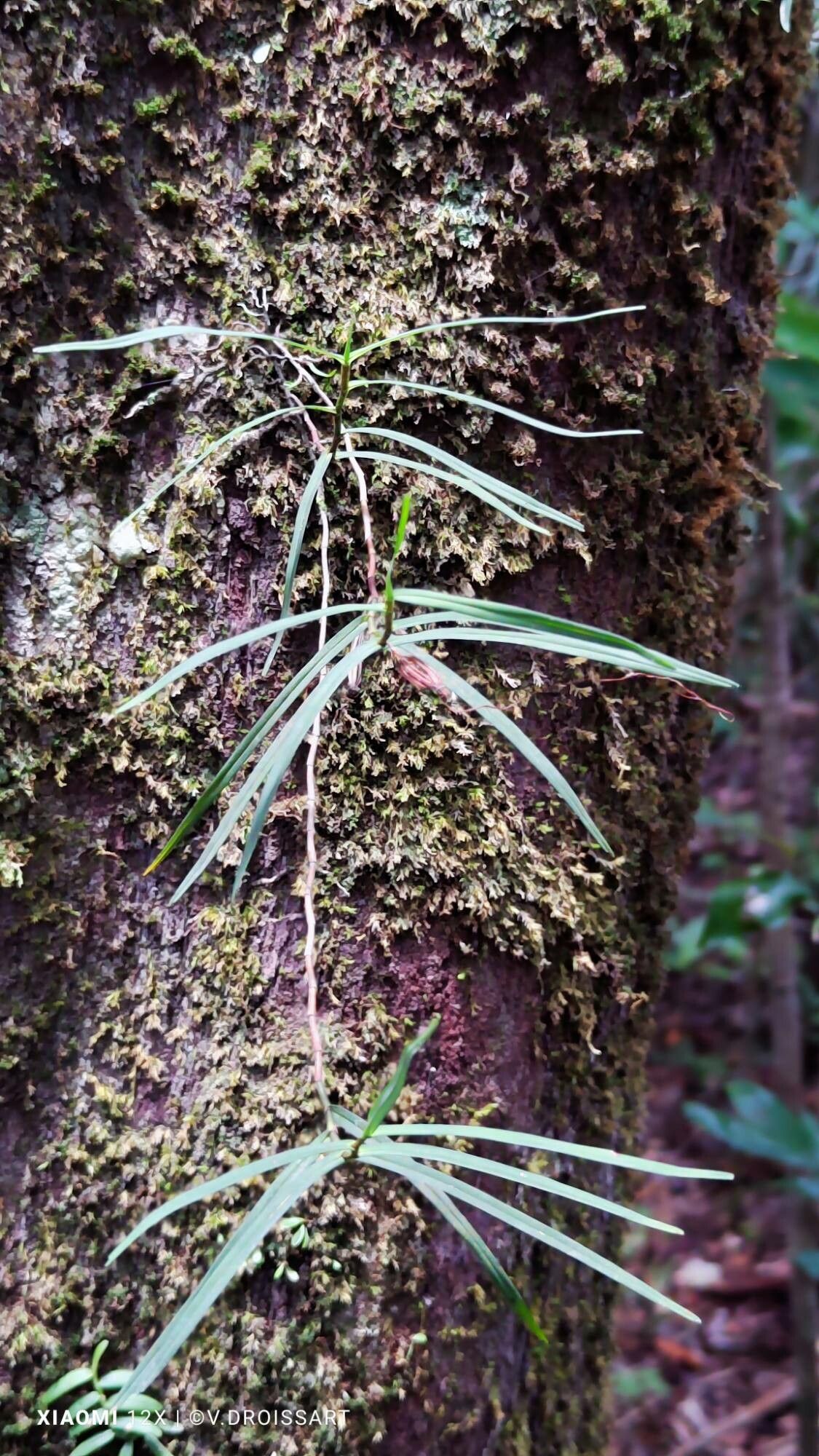 Angraecum filicornu — houseplant care guide