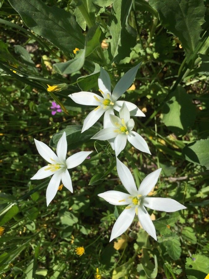 Ornithogalum gussonei flower