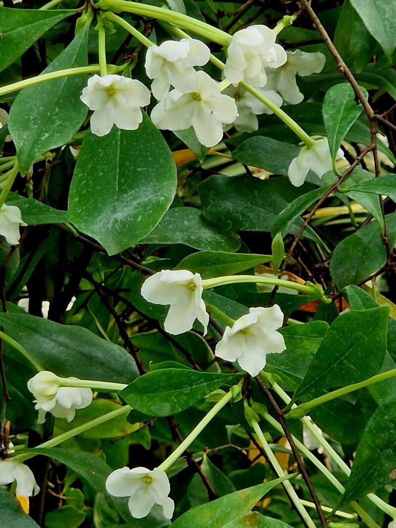 Brunfelsia nitida — houseplant care guide