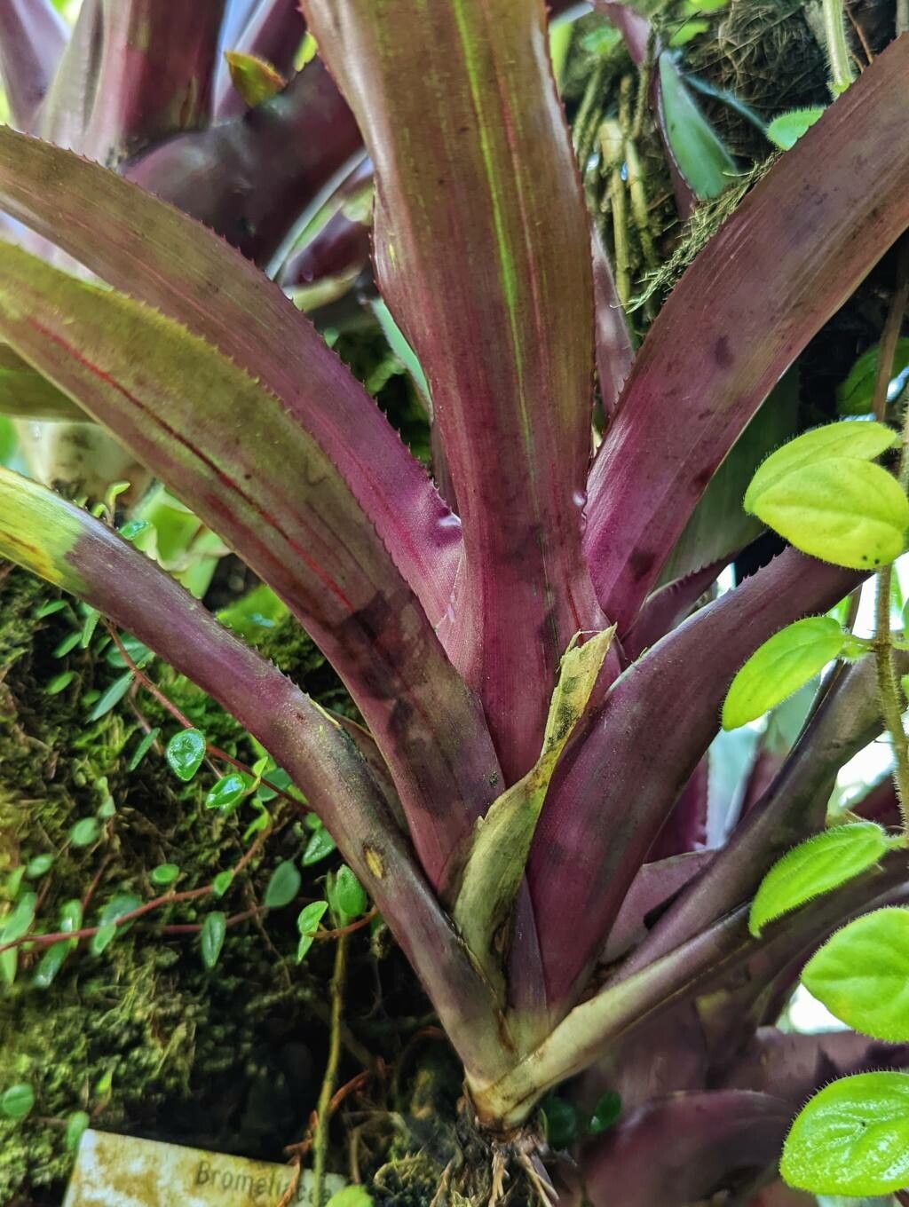 Nidularium purpureum — houseplant care guide