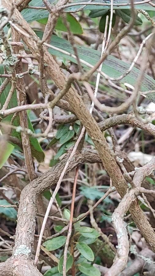 Rhododendron lapponicum bark
