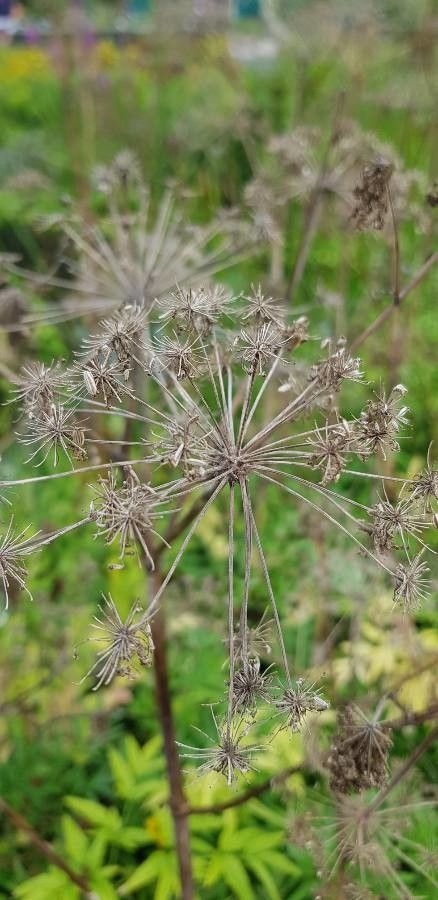 Angelica heterocarpa fruit