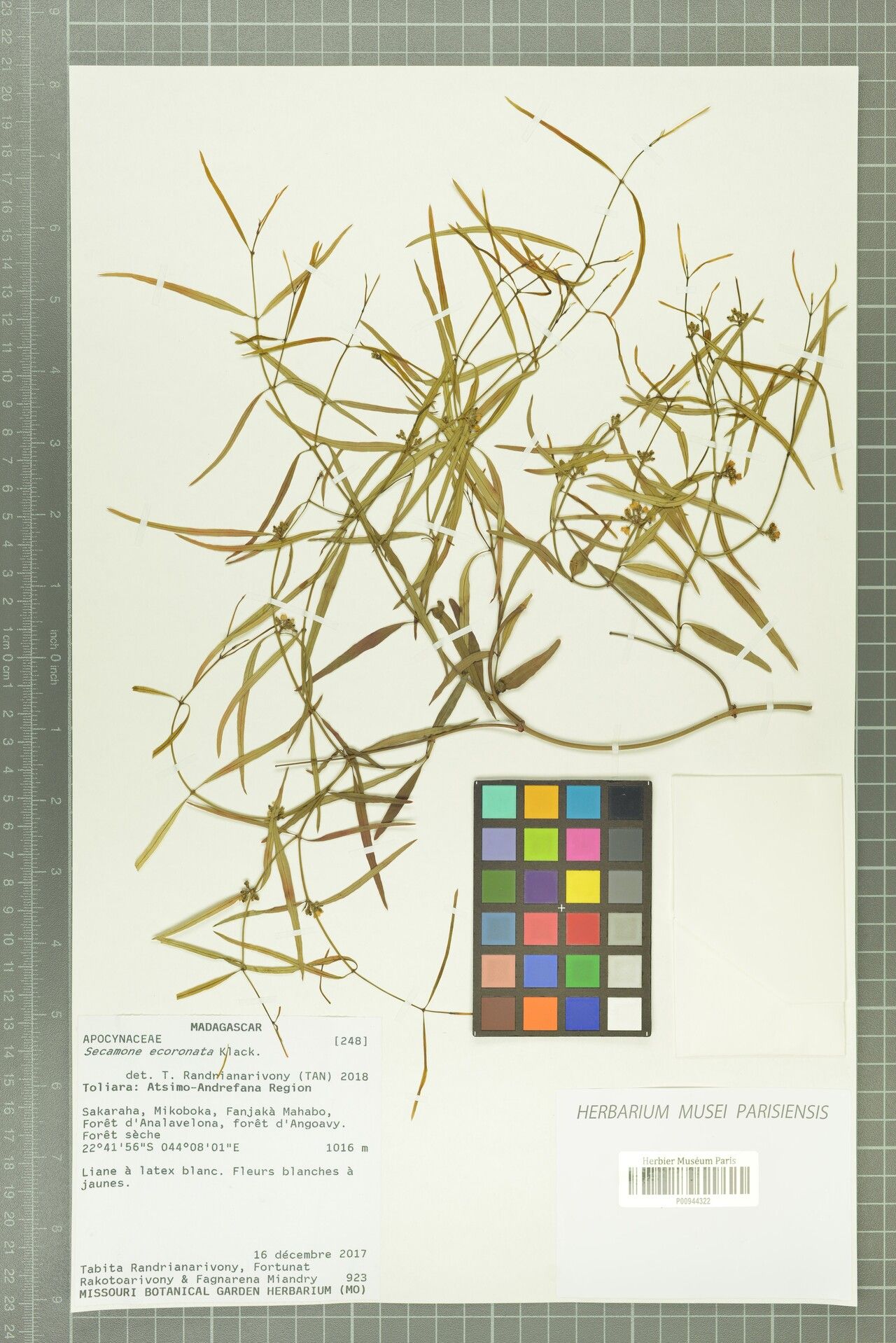 Secamone ecoronata — houseplant care guide