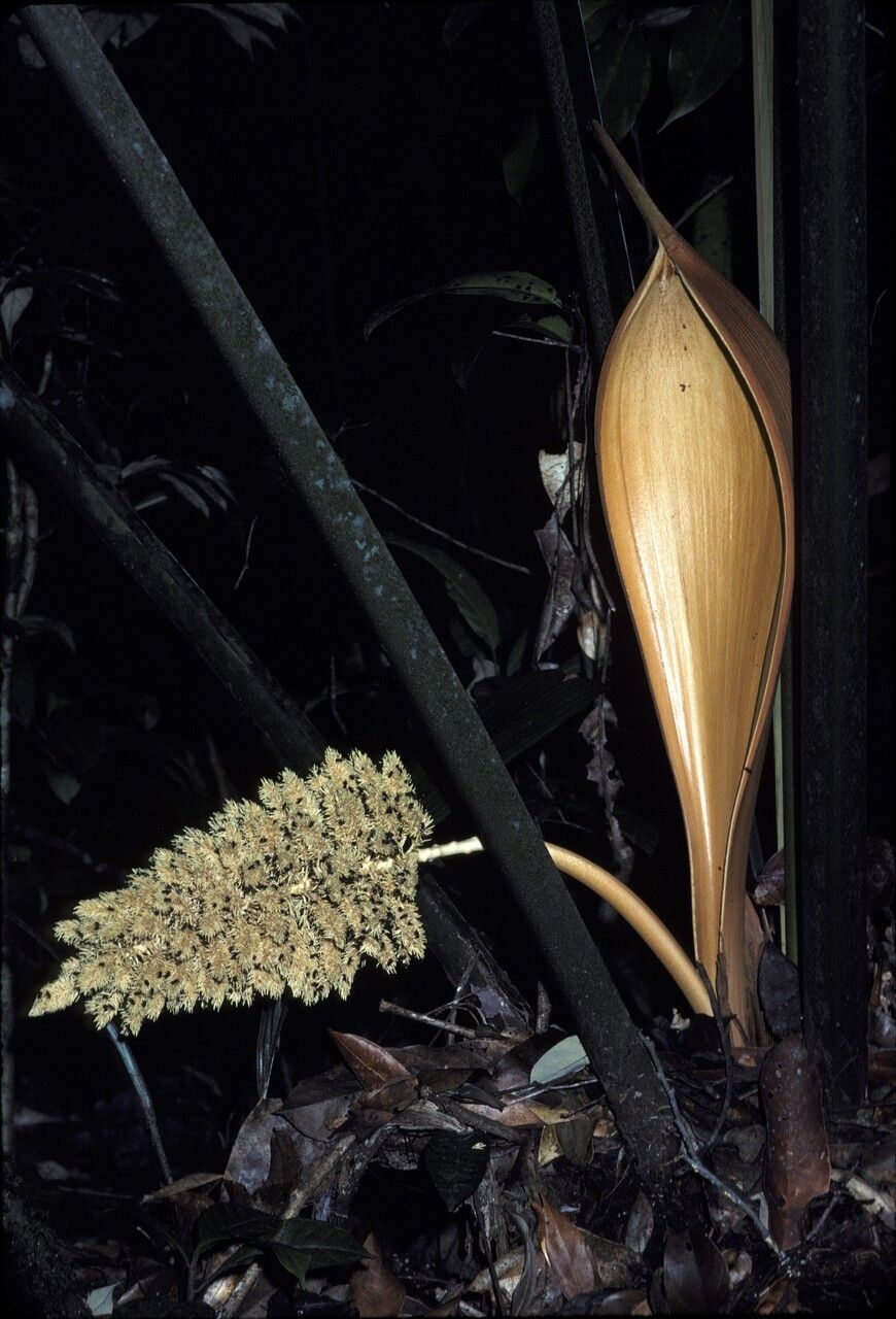 Attalea attaleoides — related species from the same genus