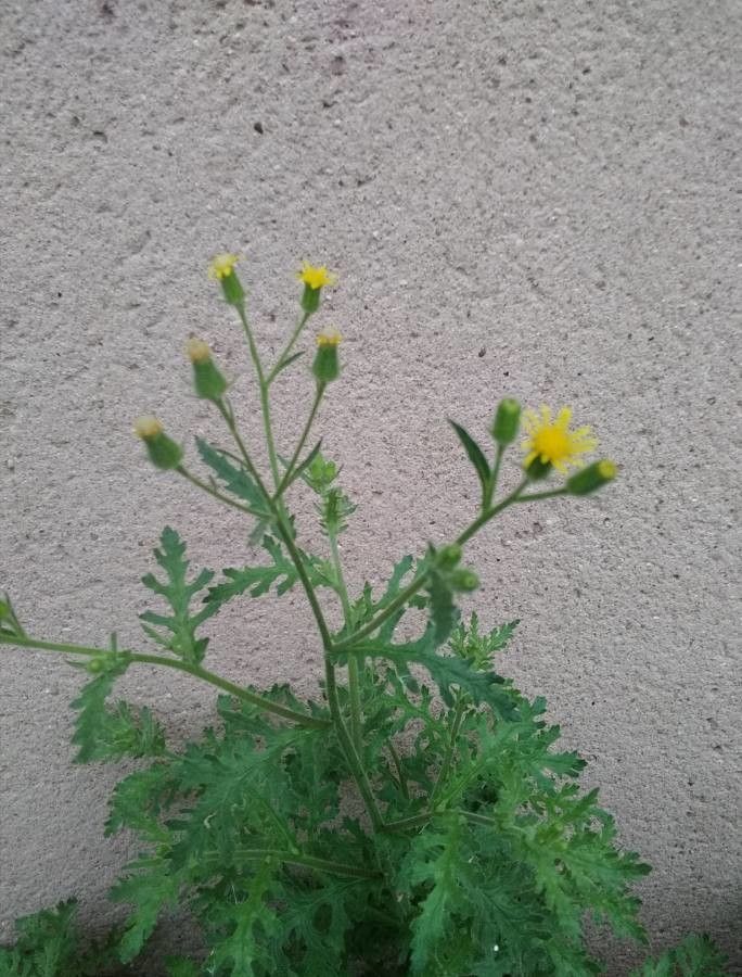 Senecio viscosus flower