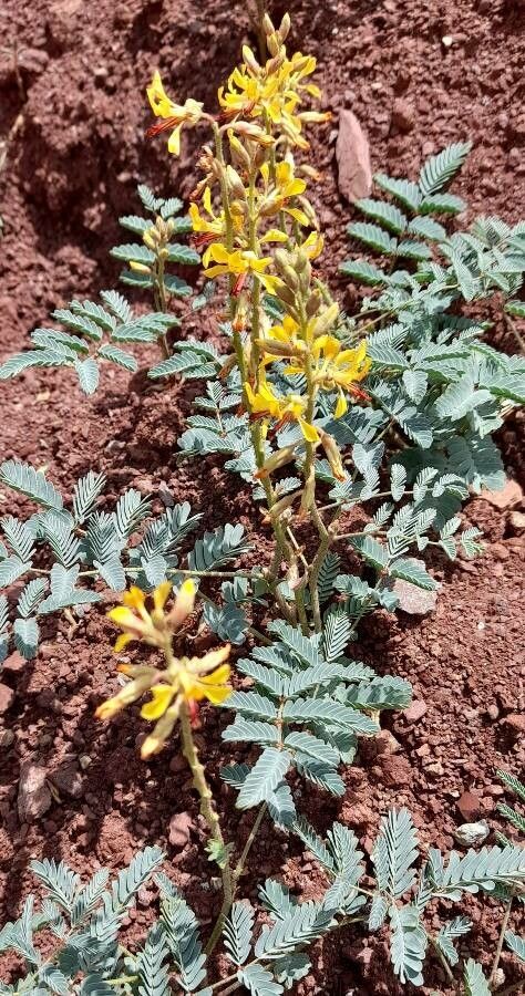 Hoffmannseggia glauca habit