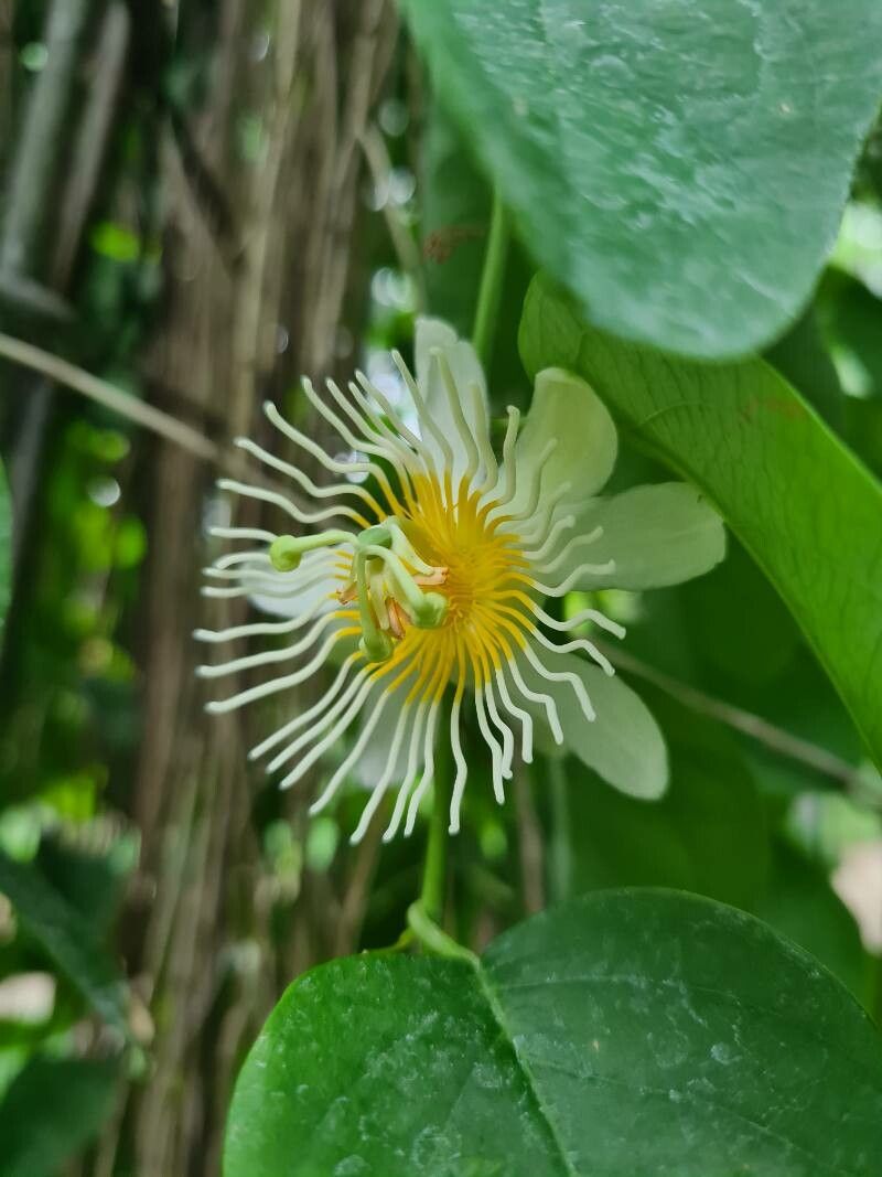 Passiflora discophora — houseplant care guide