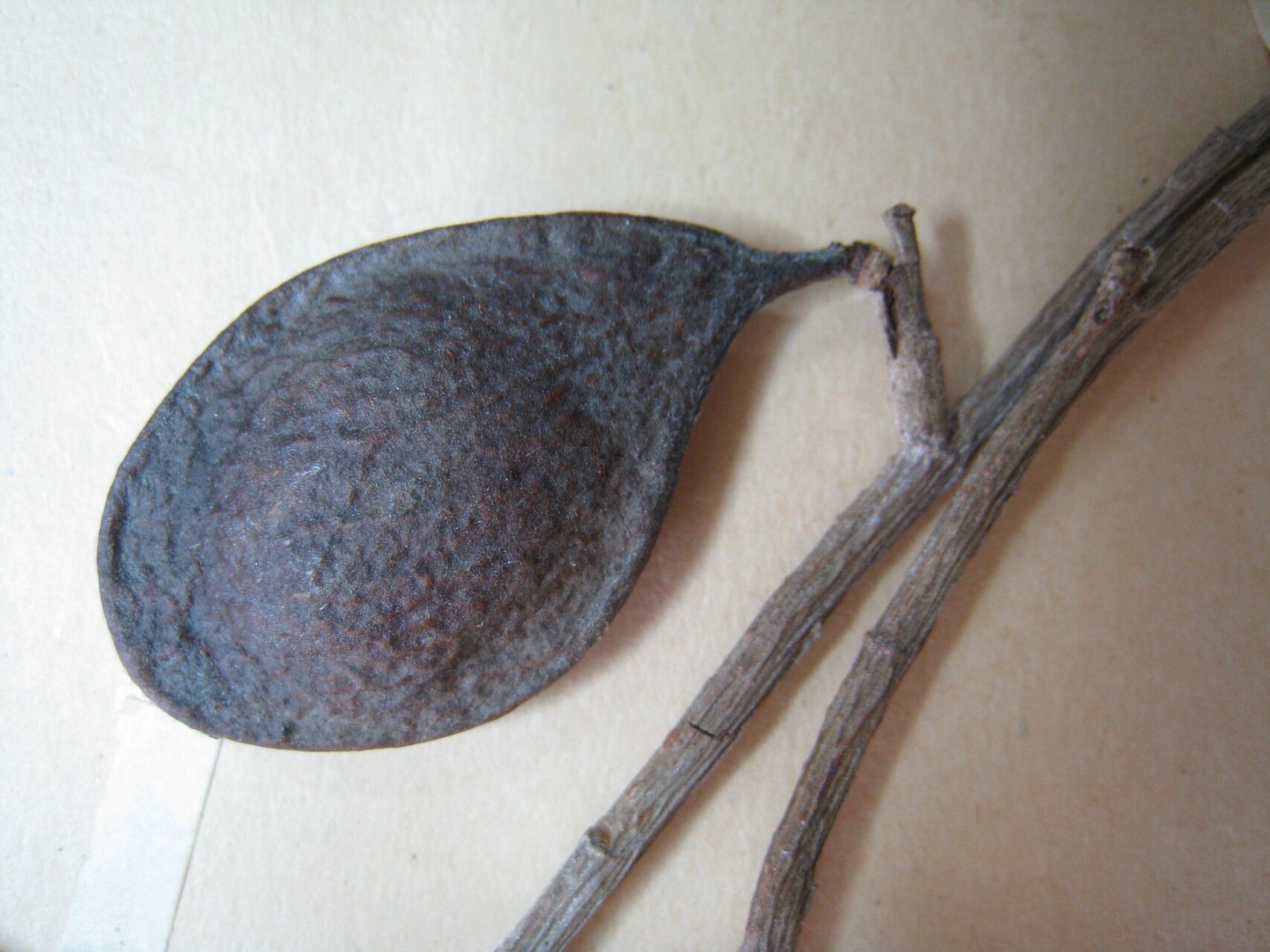 Copaifera guyanensis other