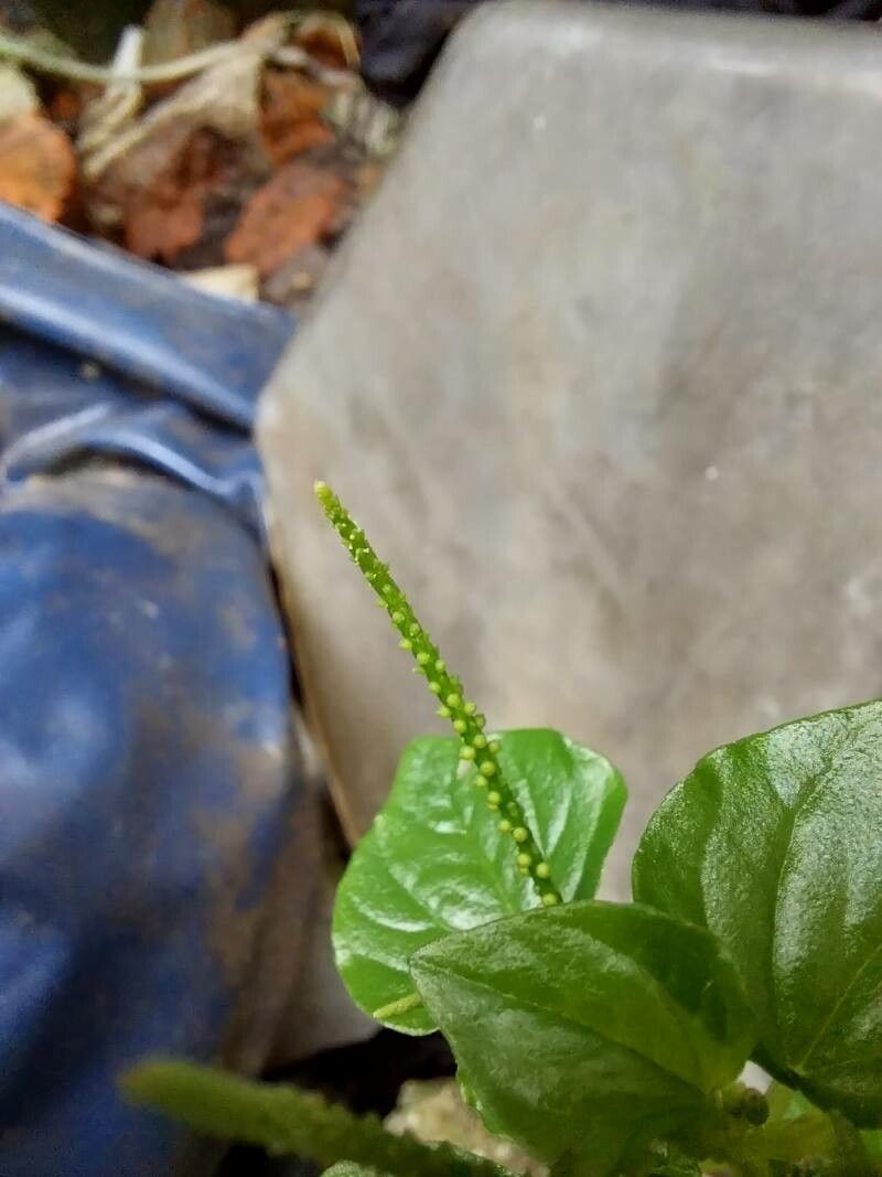 Peperomia pellucida flower