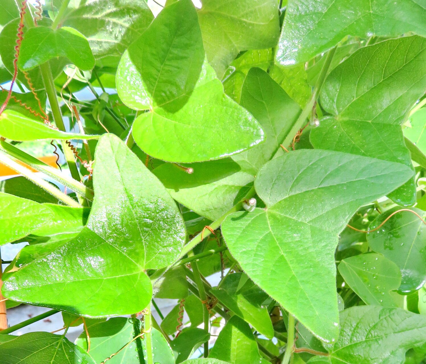 Passiflora sanguinolenta — houseplant care guide