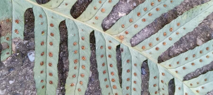 Polypodium interjectum flower