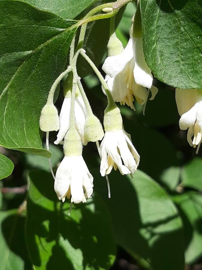 Styrax officinalis flower