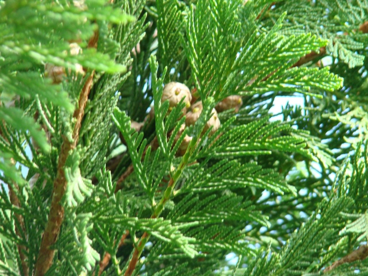 Cupressus x leylandii flower