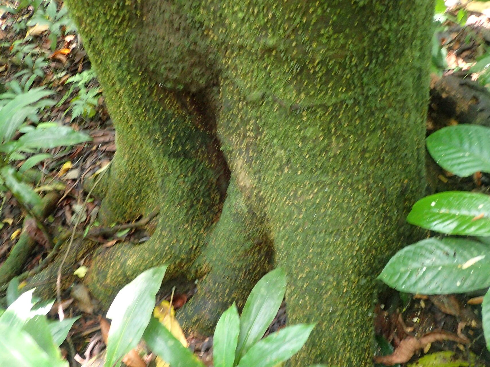 Zanthoxylum thomense bark