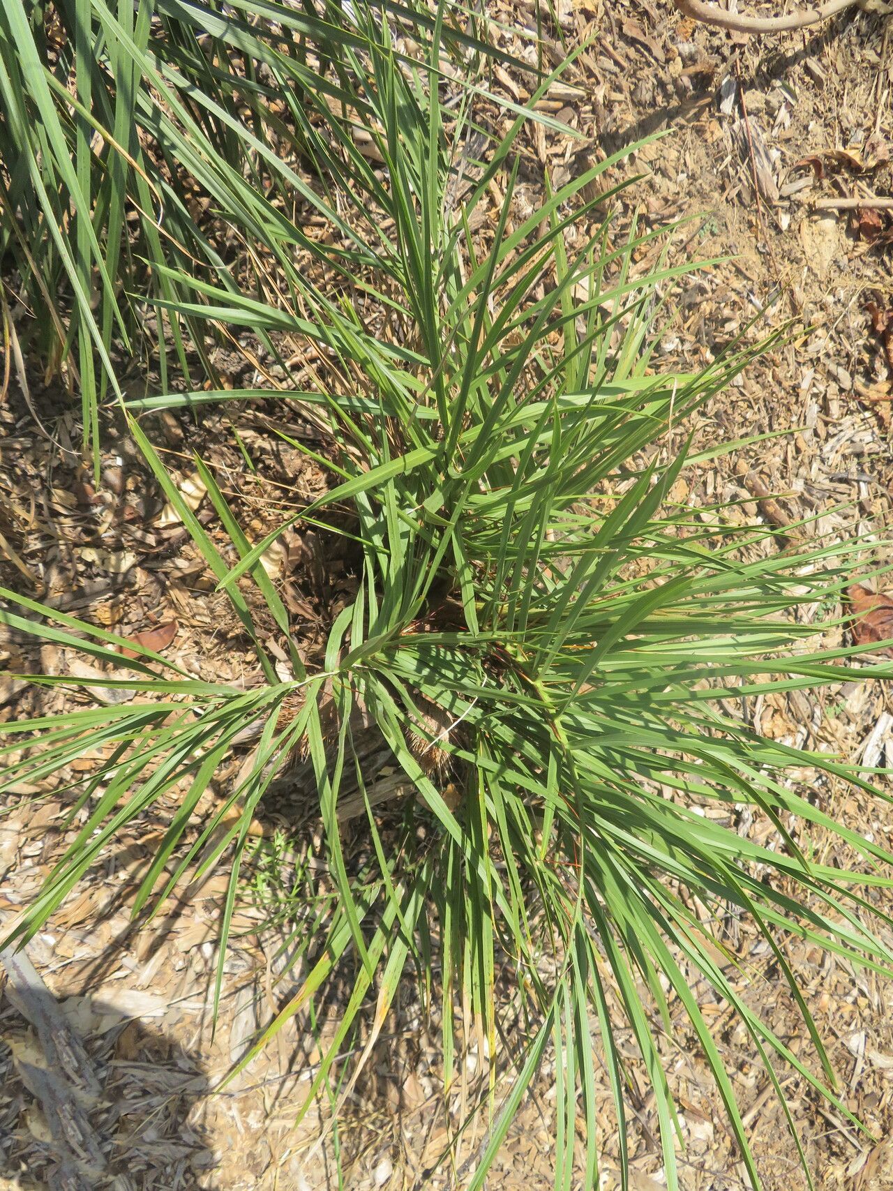 Acrocomia emensis — related species from the same genus