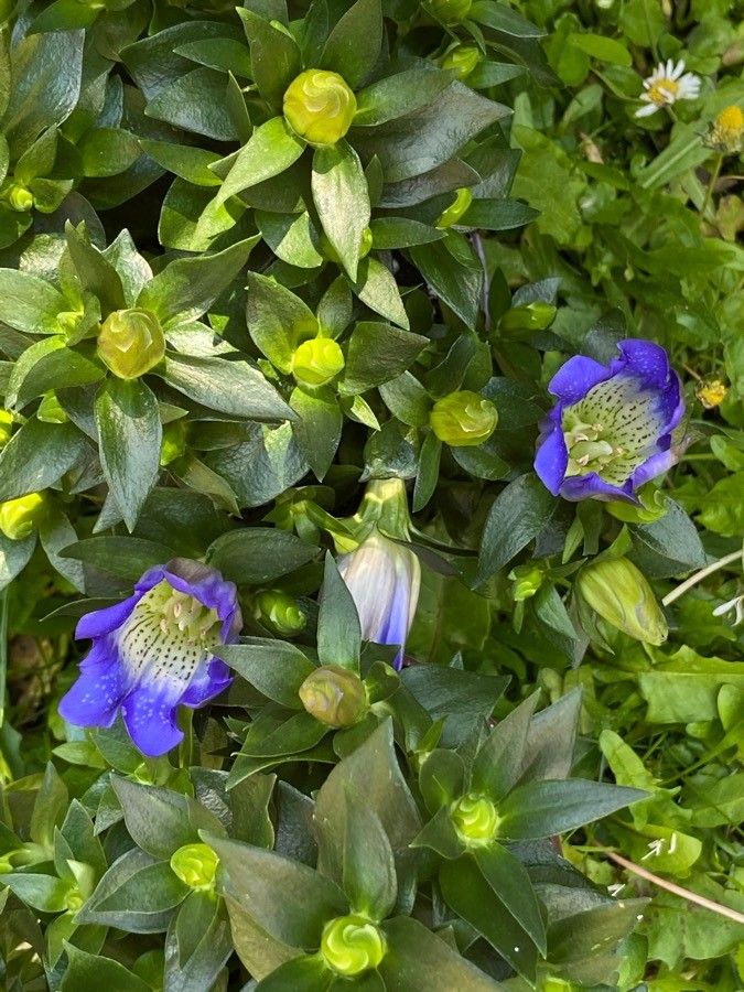 Gentiana calycosa habit