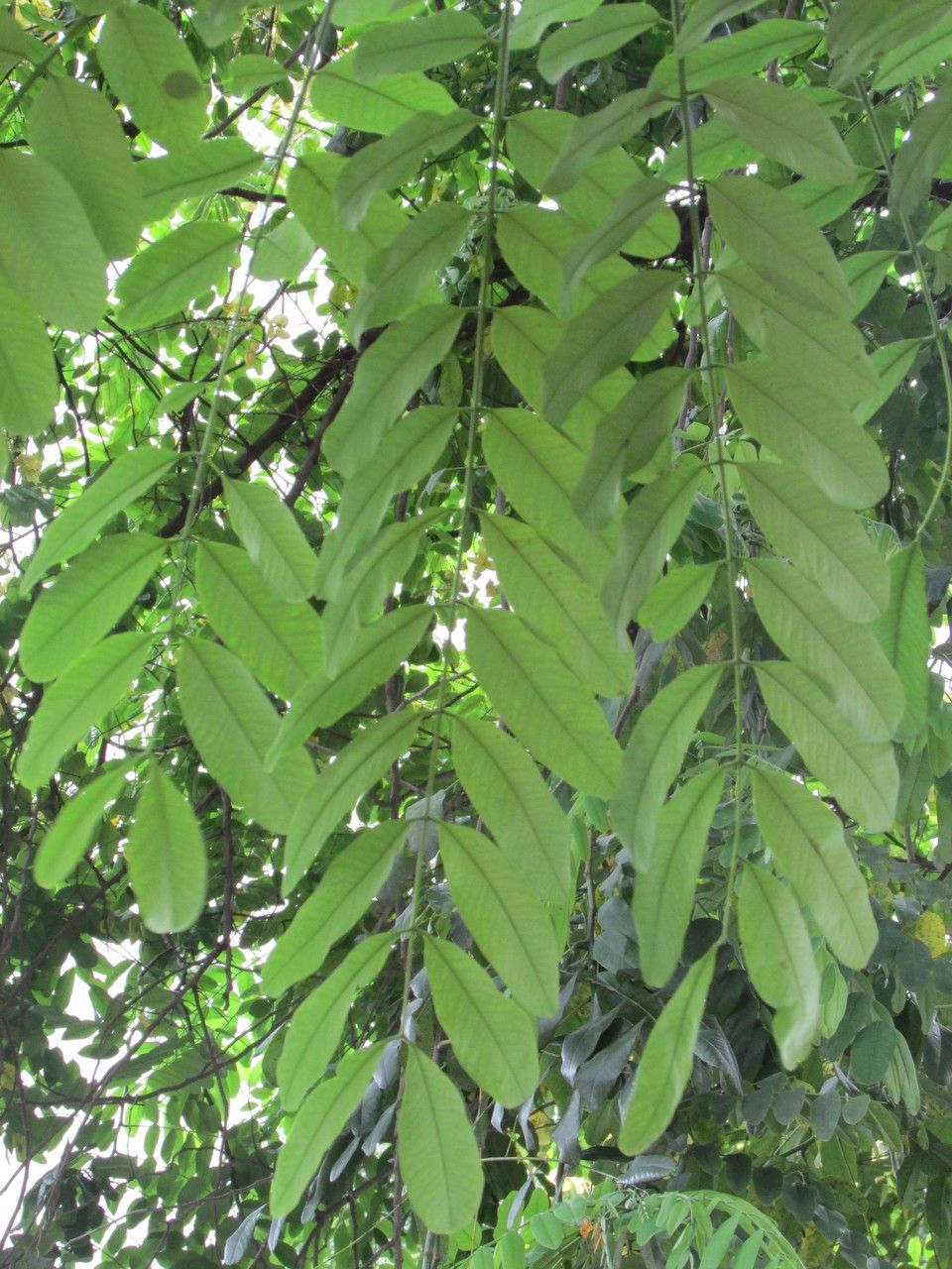 Cassia leptophylla leaf