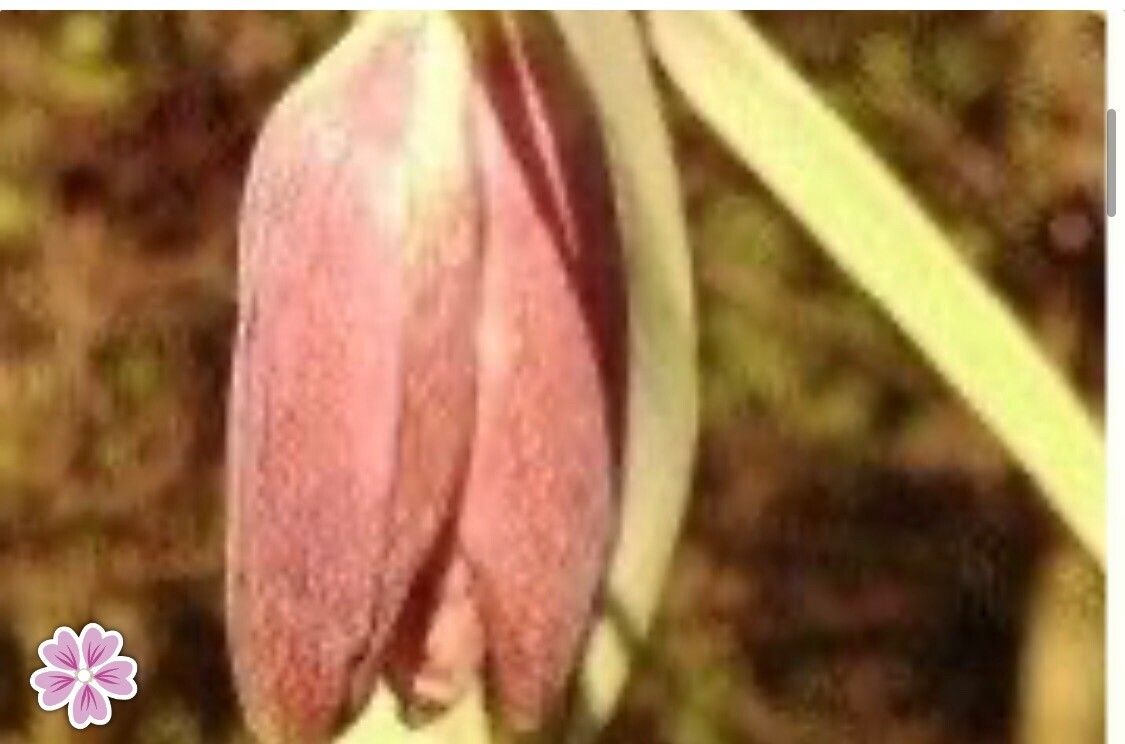 Fritillaria regelii — houseplant care guide