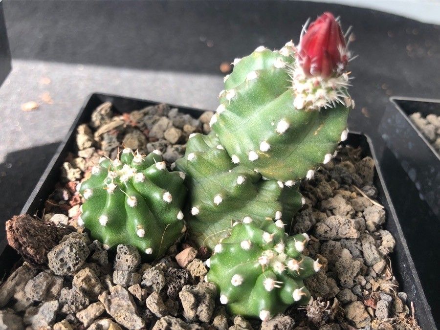 Echinocereus triglochidiatus leaf