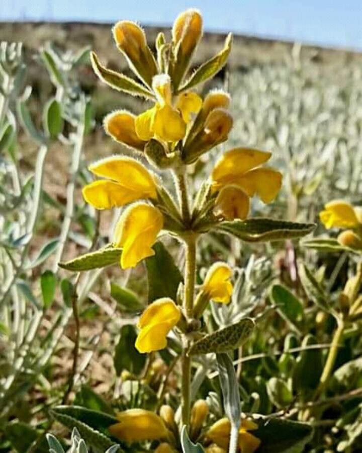 Phlomis floccosa flower