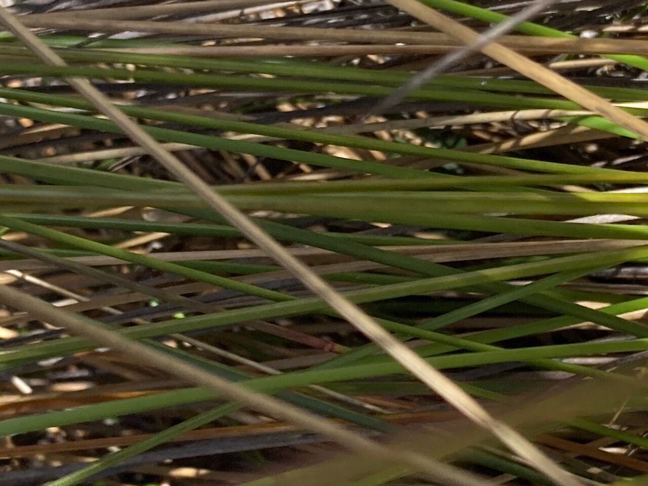 Calamagrostis effusa leaf