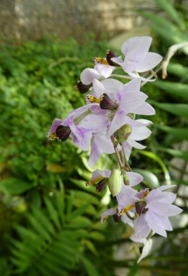 Delphinium × kotulae — search result for 'Delphinium'