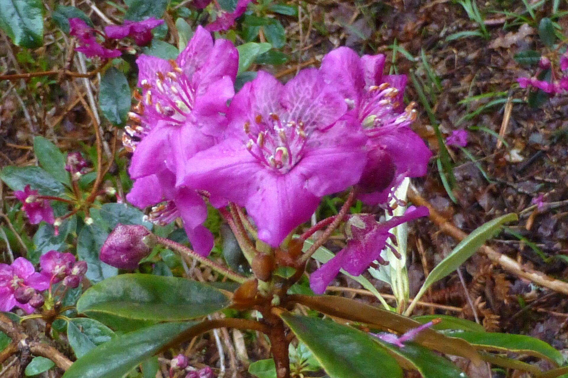 Rhododendron baileyi flower