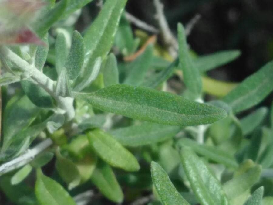 Teucrium marum — search result for 'Teucrium'