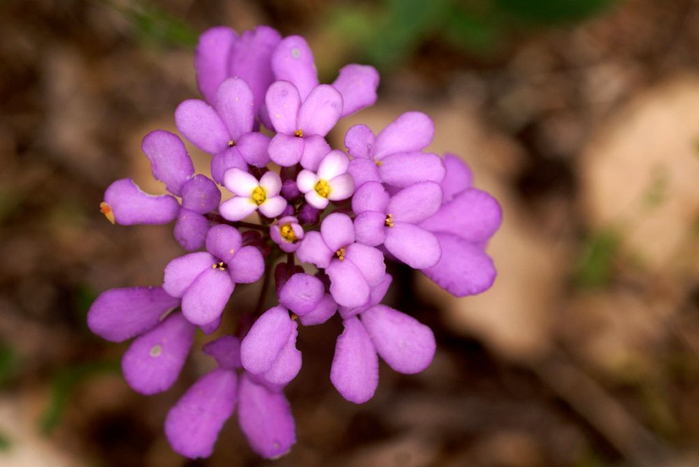 Iberis atlantica flower
