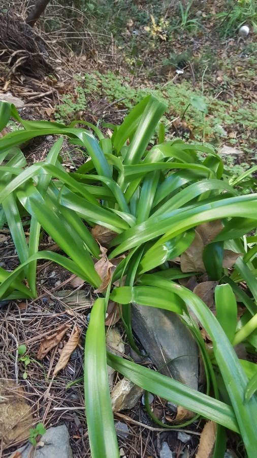 Nerine undulata leaf