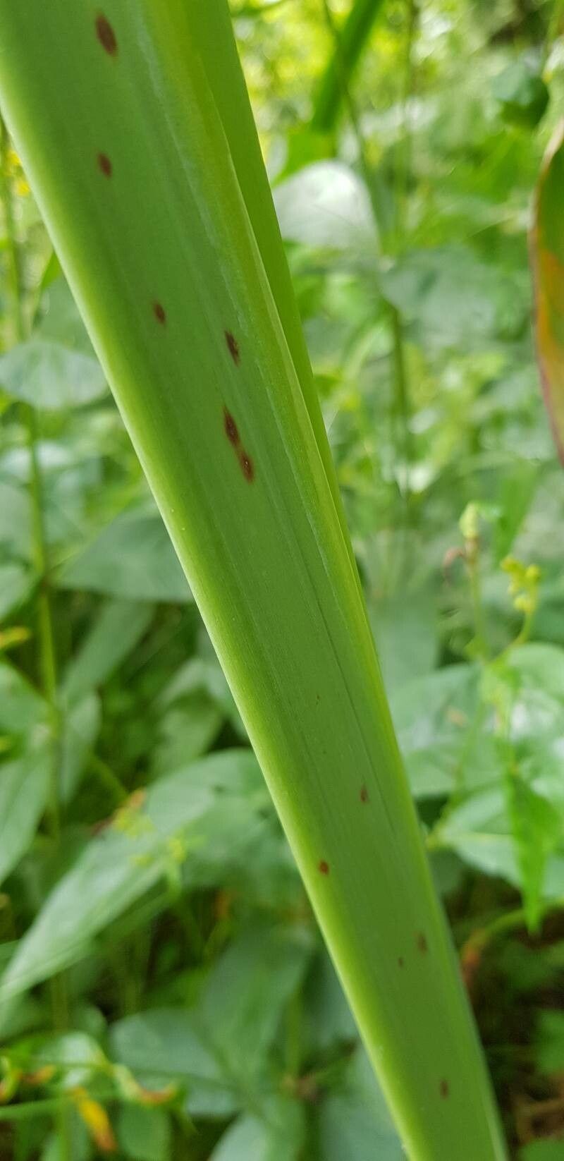 Thalia dealbata bark