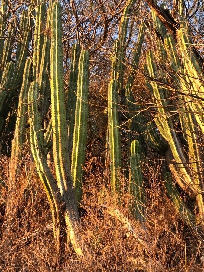 Stenocereus aragonii habit