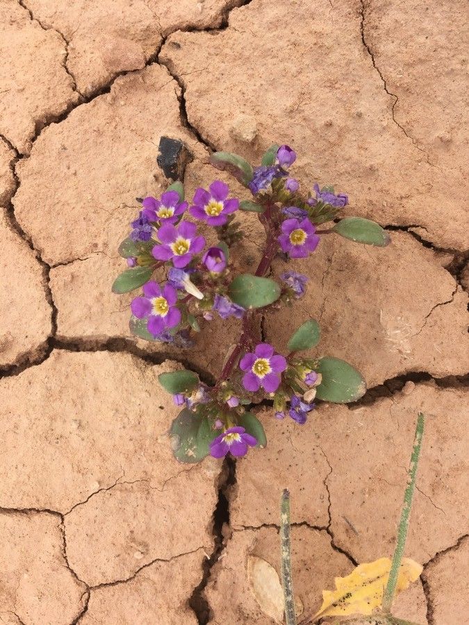 Phacelia gymnoclada — houseplant care guide