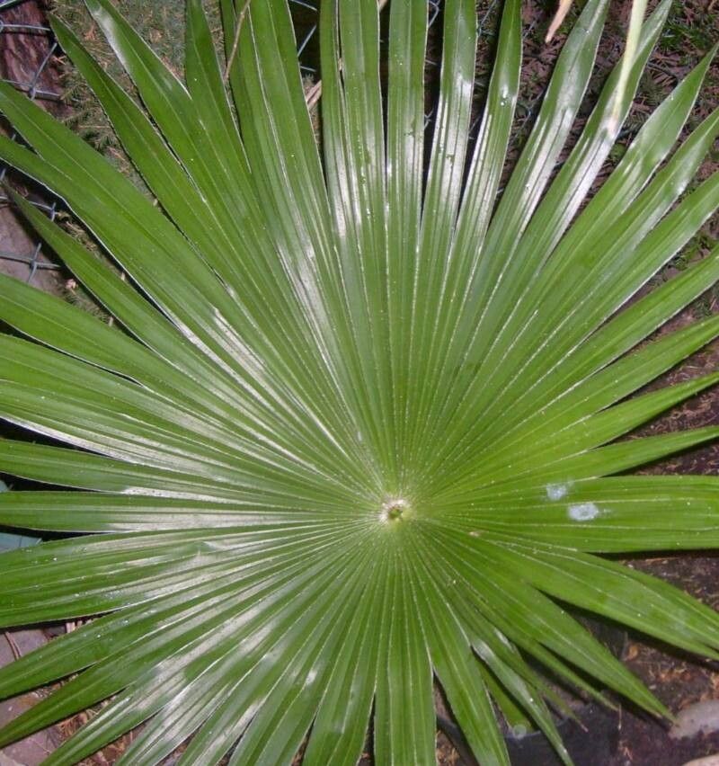 Trachycarpus latisectus