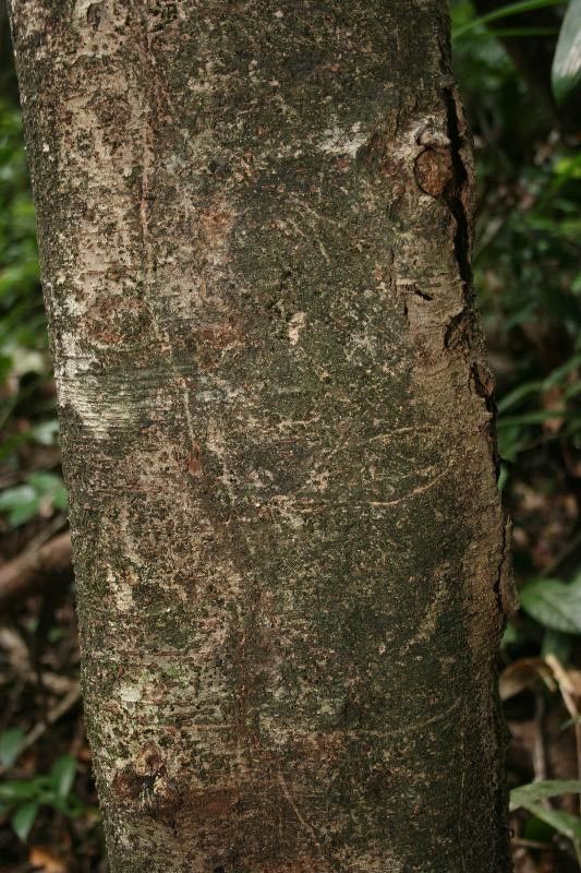 Inga jenmanii bark