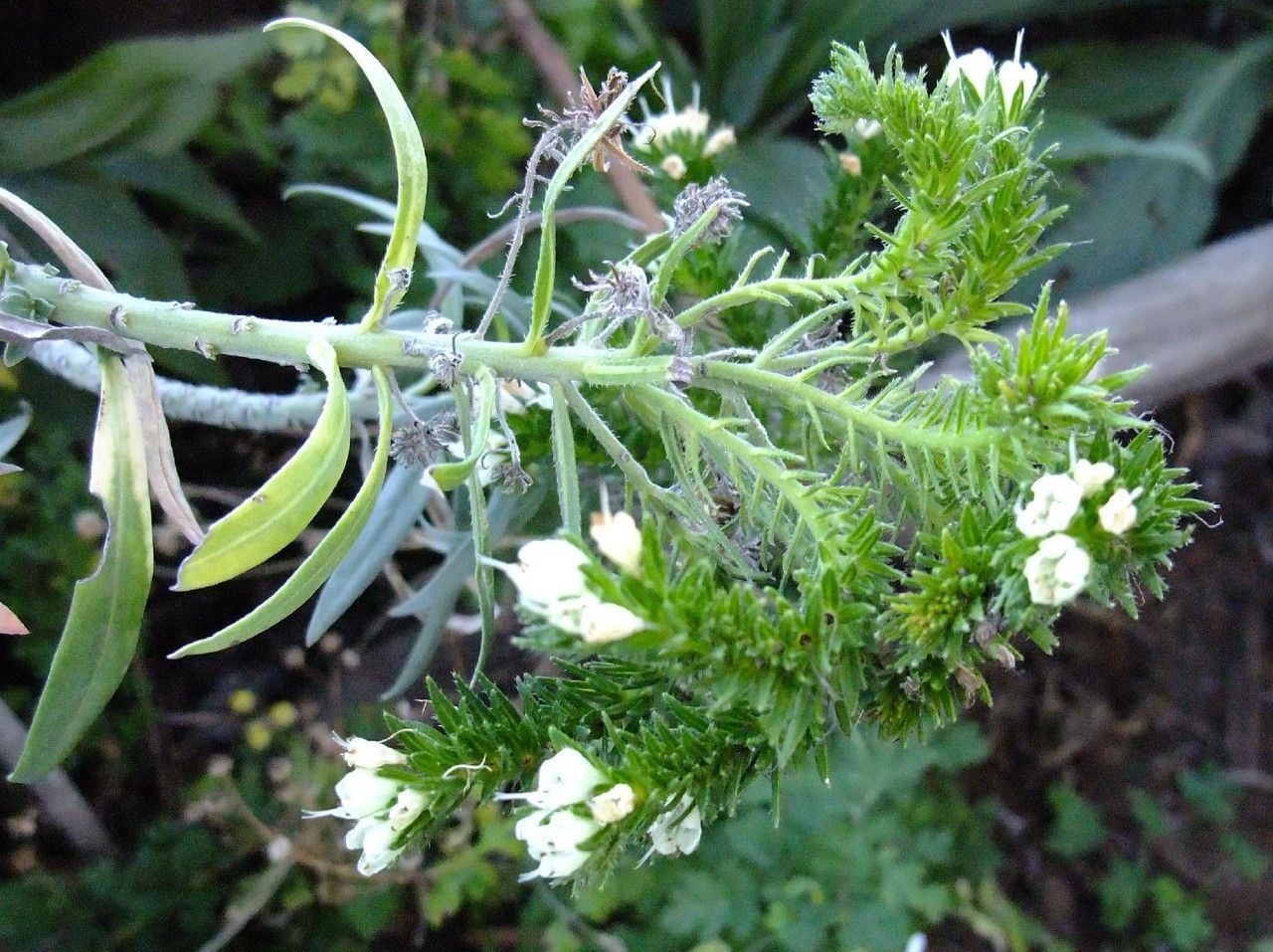 Echium sventenii habit
