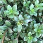 Portulaca umbraticola