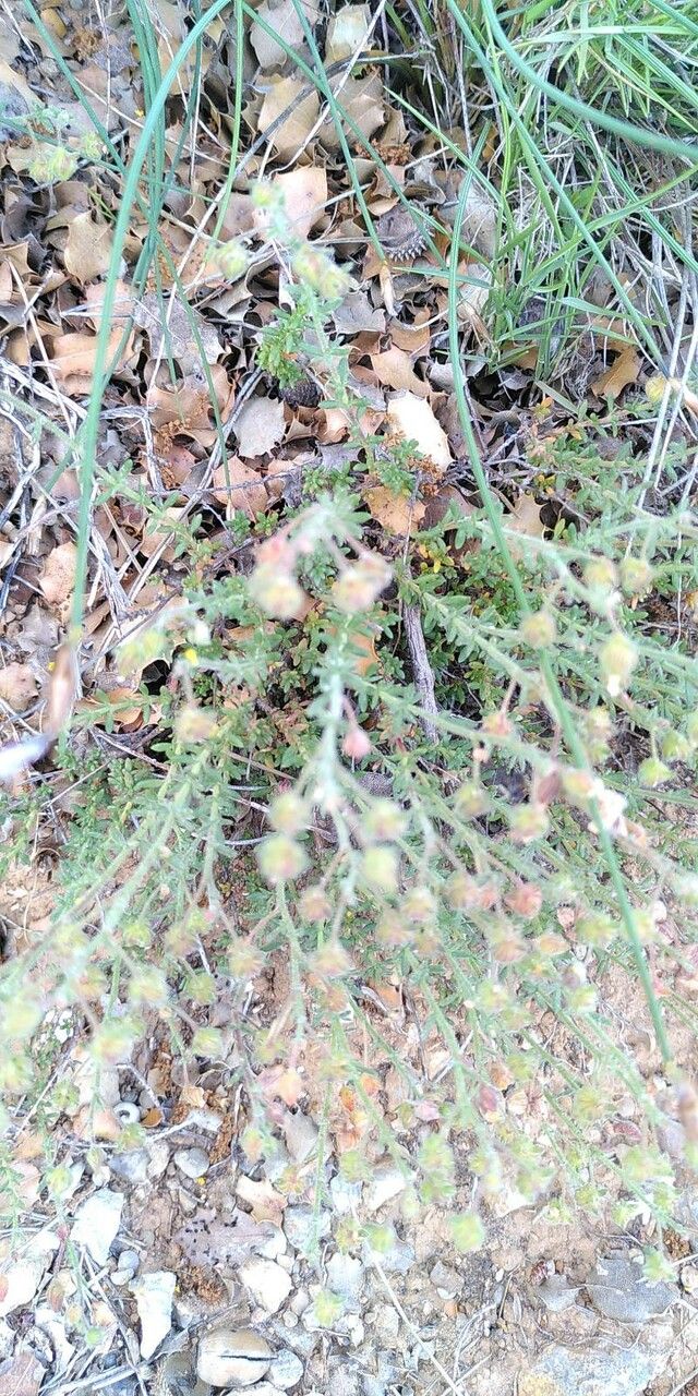 Fumana thymifolia fruit