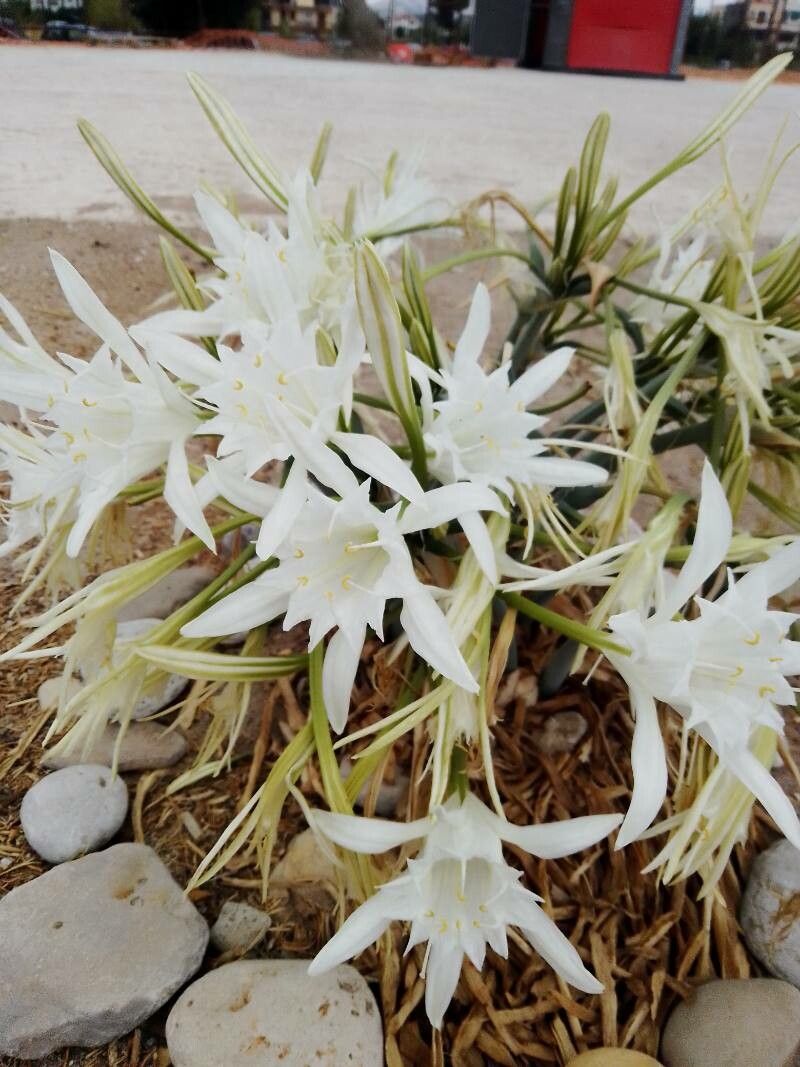 Pancratium maritimum L. leaf