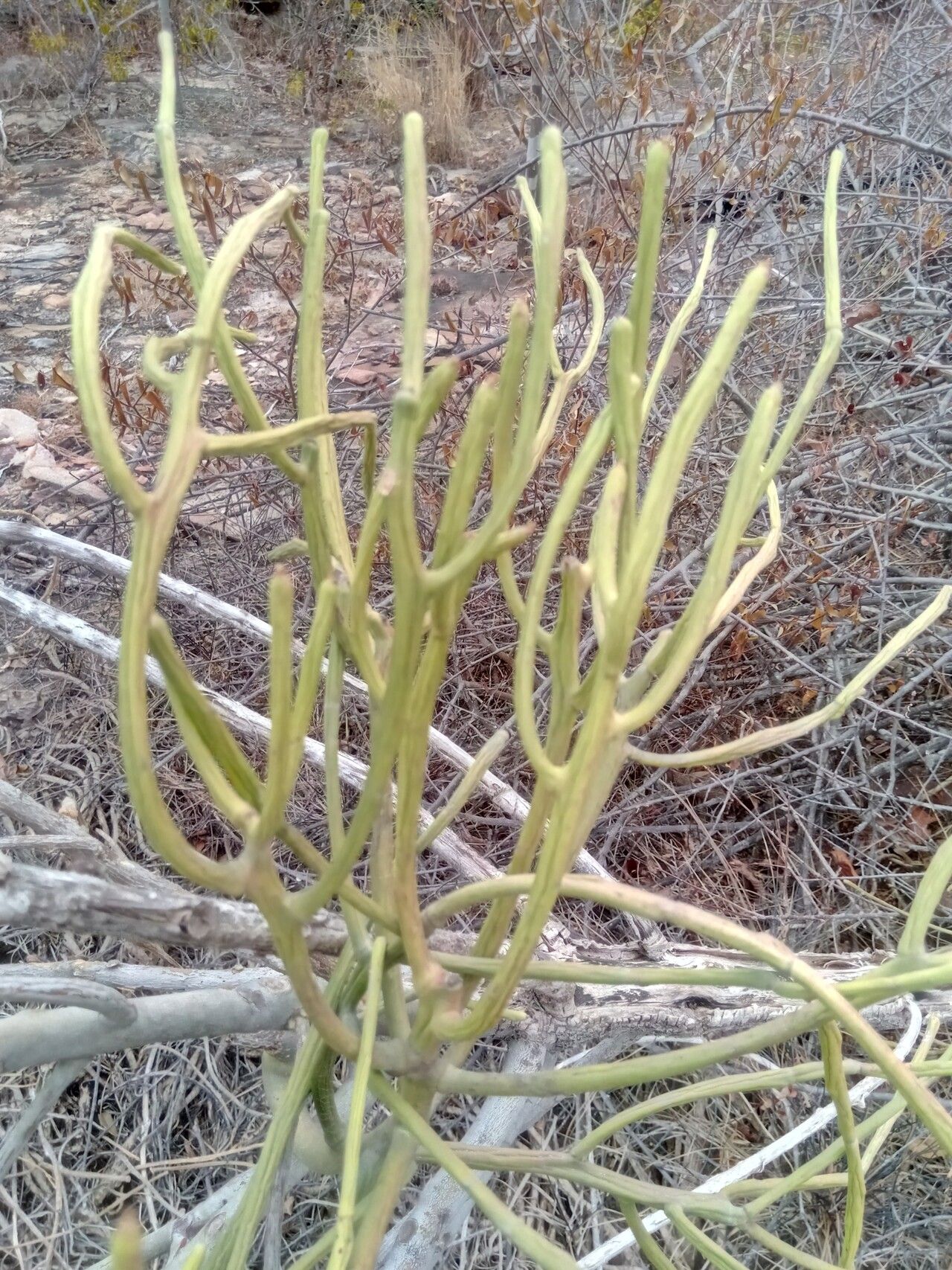 Euphorbia analalavensis leaf