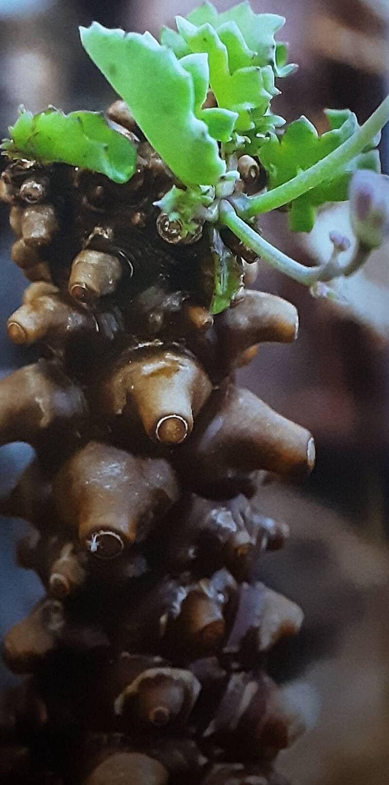 Othonna herrei — houseplant care guide