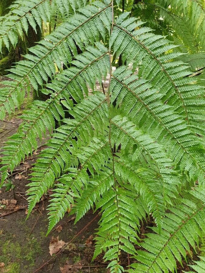 Cyathea spinulosa — search result for 'Cyatheaceae'