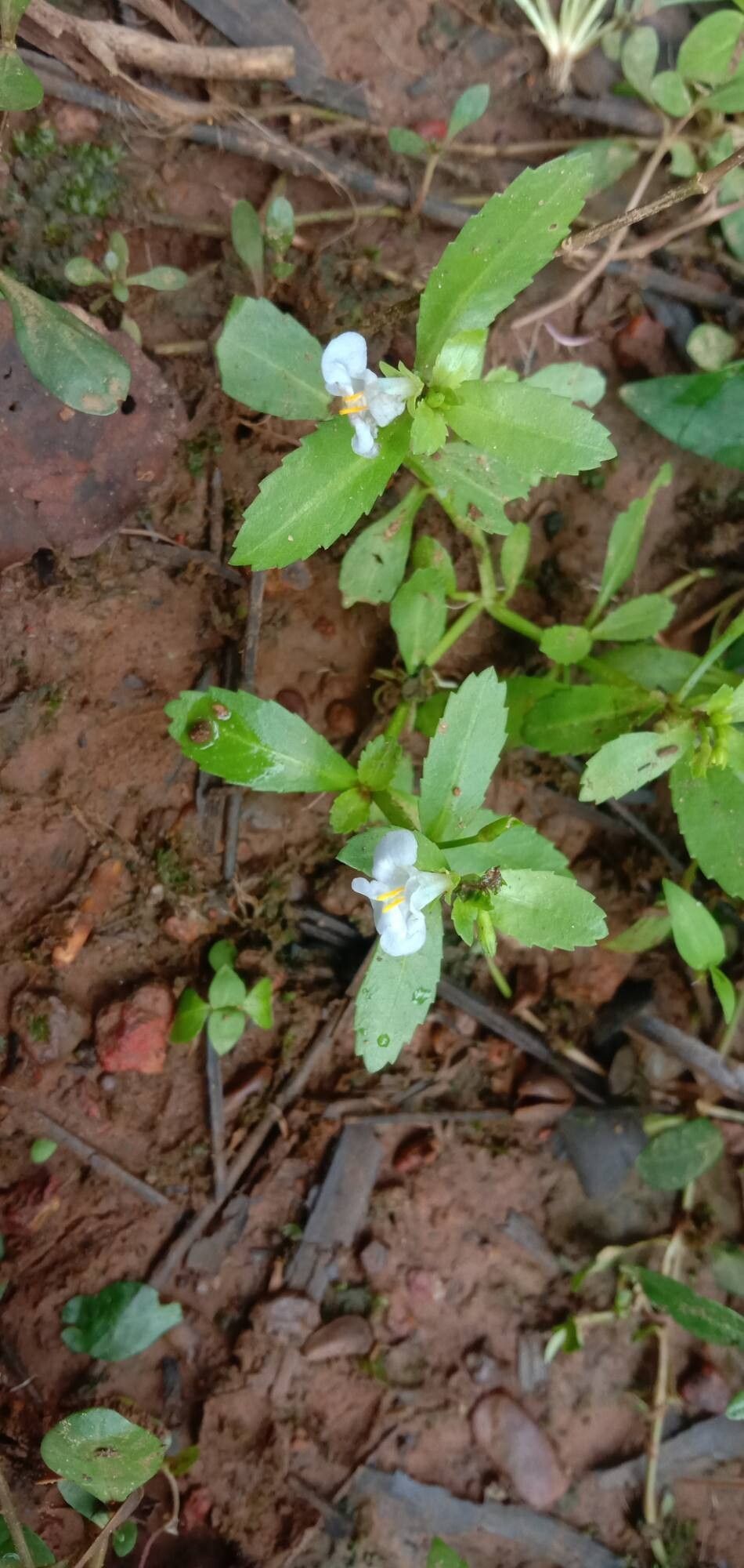 Bonnaya antipoda habit