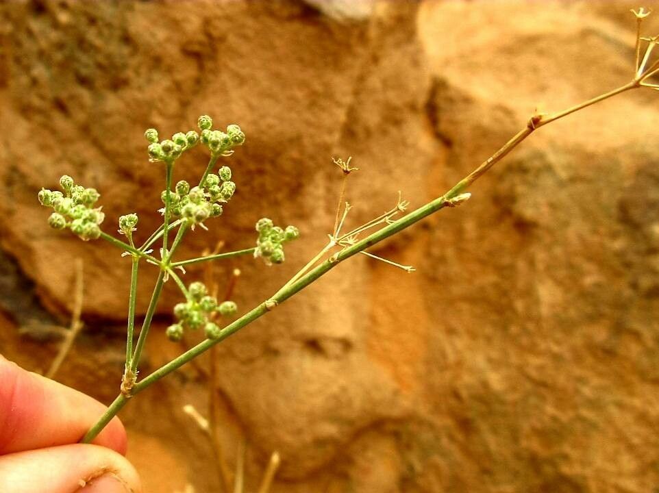 Deverra scoparia flower